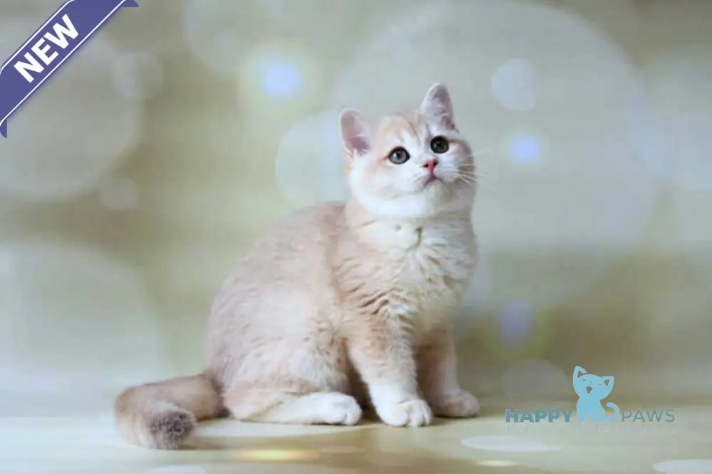Аmadey British Shorthair male lilac golden chinchilla live animals