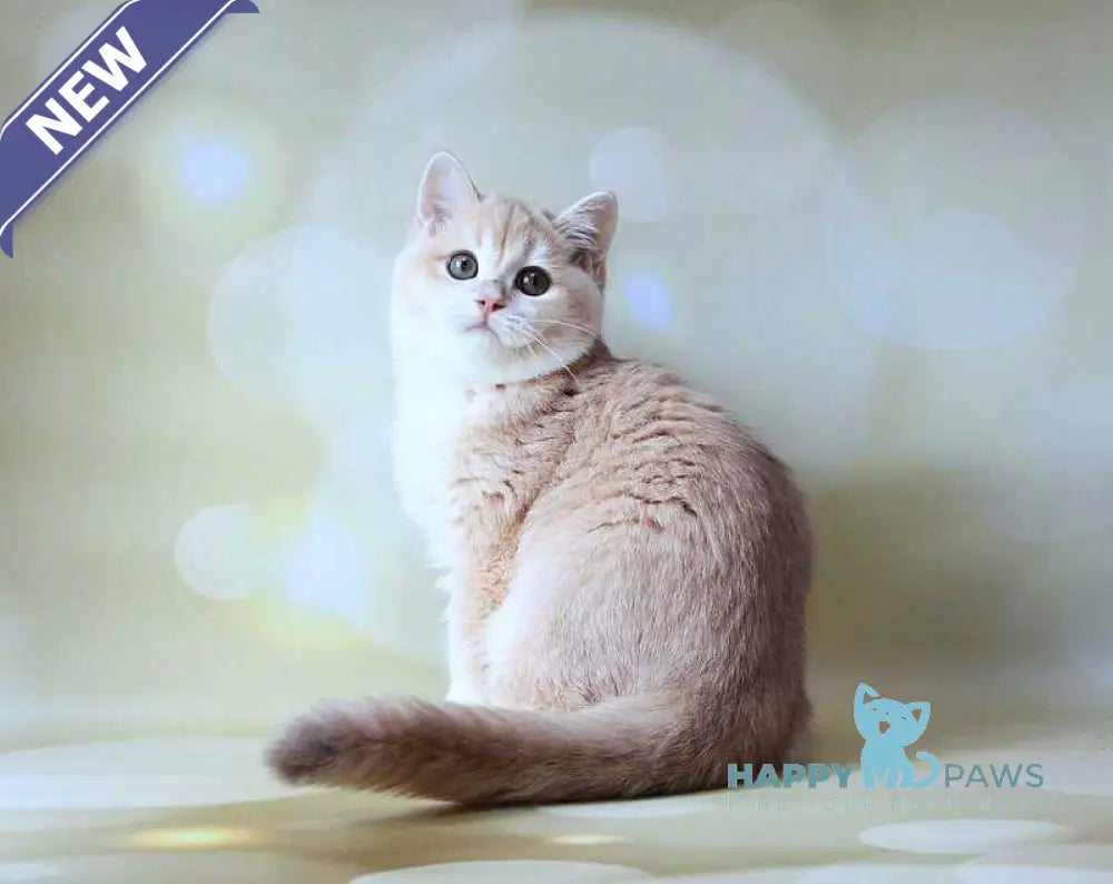 Аmadey British Shorthair male lilac golden chinchilla live animals