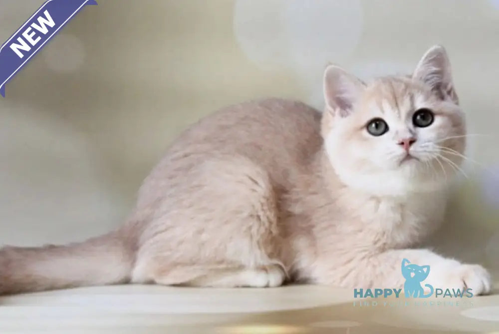 Аmadey British Shorthair male lilac golden chinchilla live animals