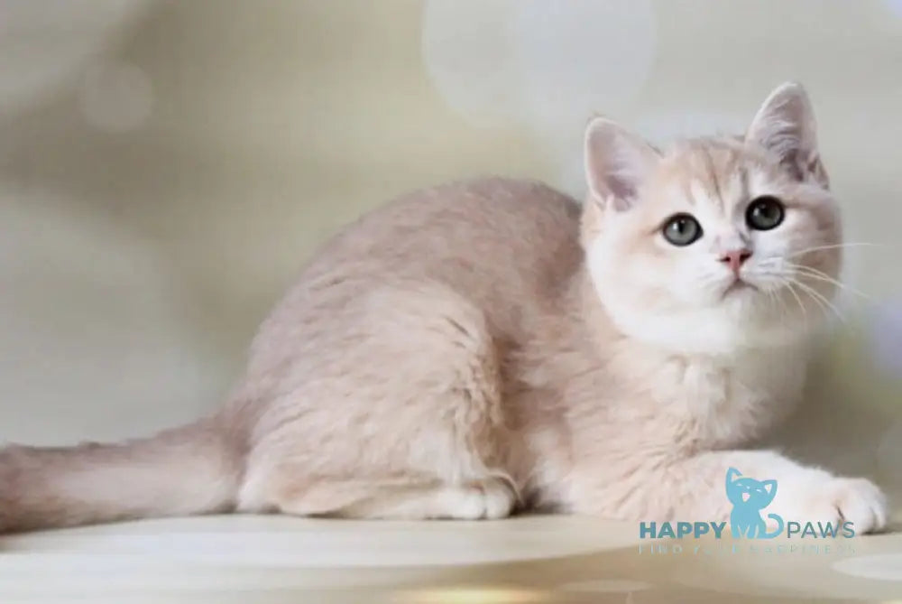 Аmadey British Shorthair male lilac golden chinchilla live animals