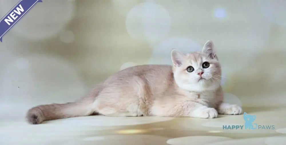 Аmadey British Shorthair male lilac golden chinchilla live animals