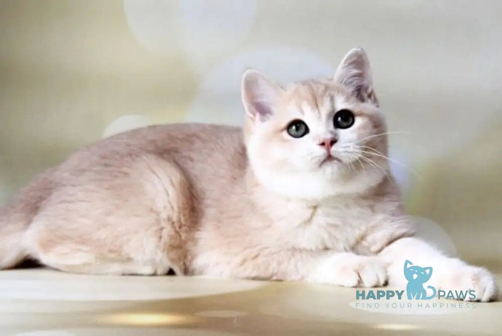 Аmadey British Shorthair male lilac golden chinchilla live animals