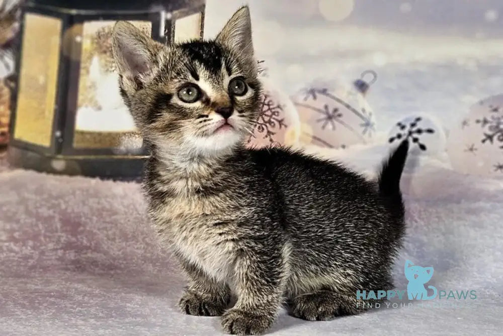 Amalia Munchkin female black tabby live animals