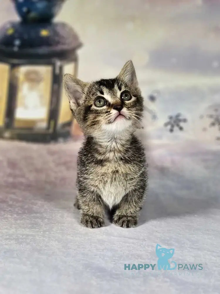 Amalia Munchkin female black tabby live animals