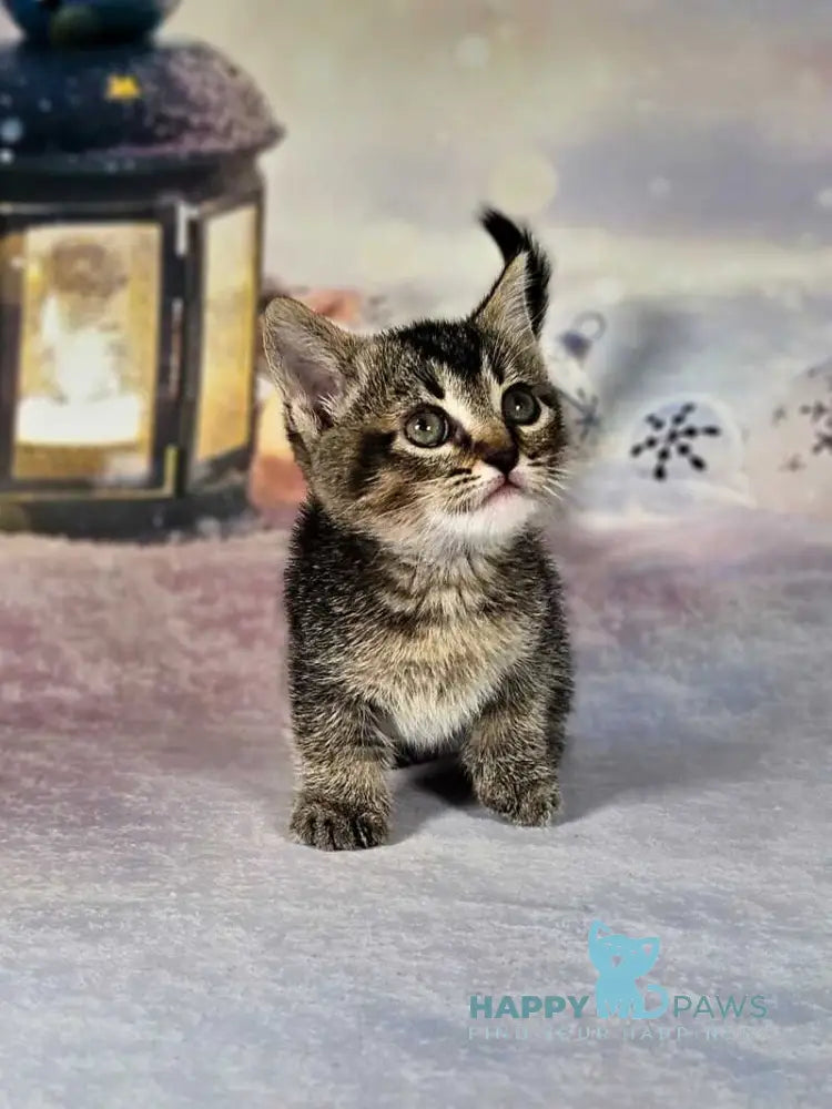 Amalia Munchkin female black tabby live animals