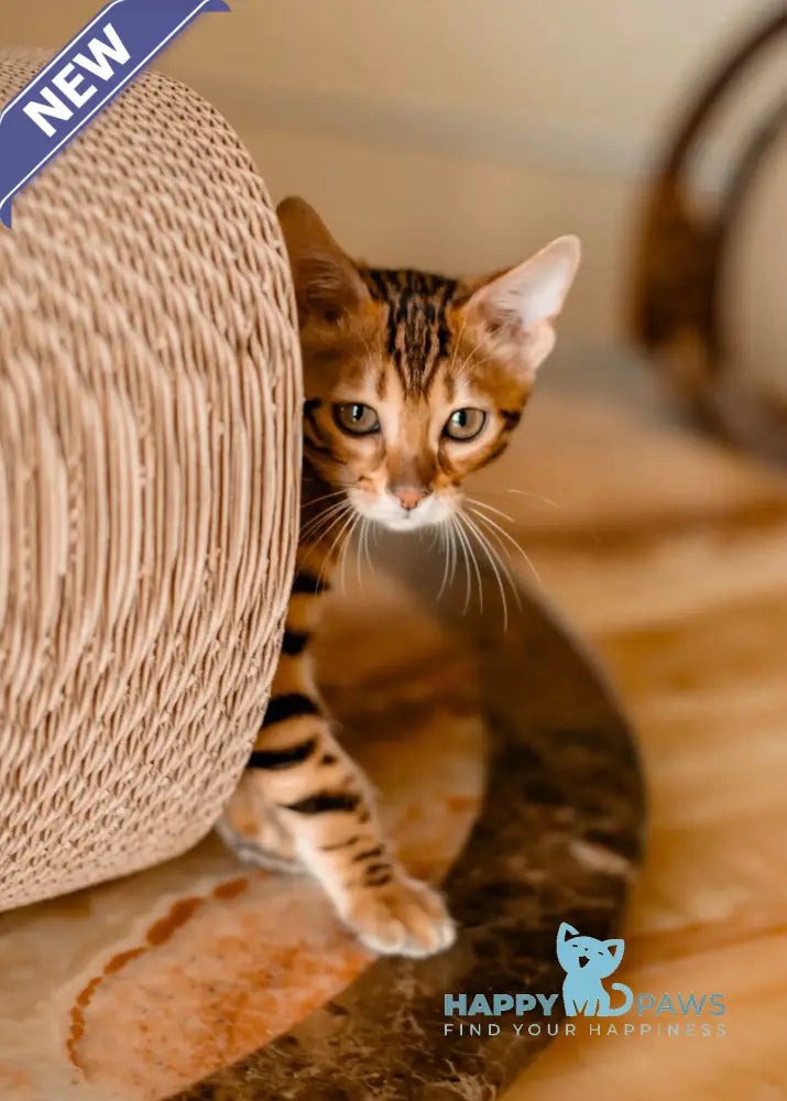 Amaliya Bengal female black spotted tabby live animals