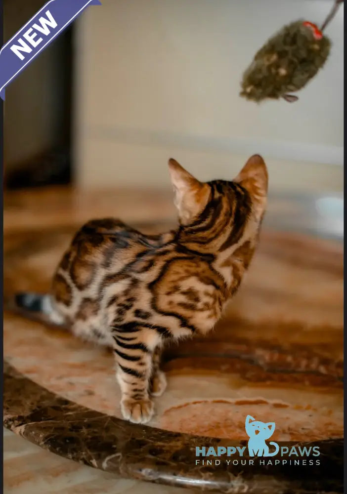 Amaliya Bengal female black spotted tabby live animals