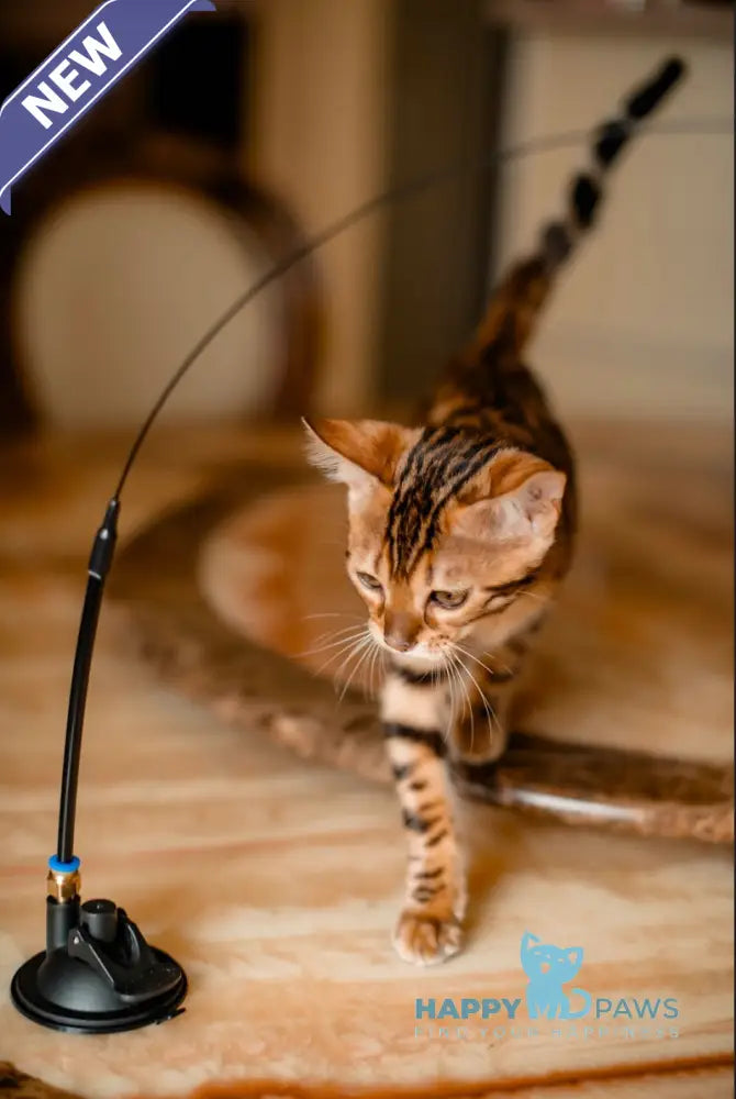 Amaliya Bengal female black spotted tabby live animals