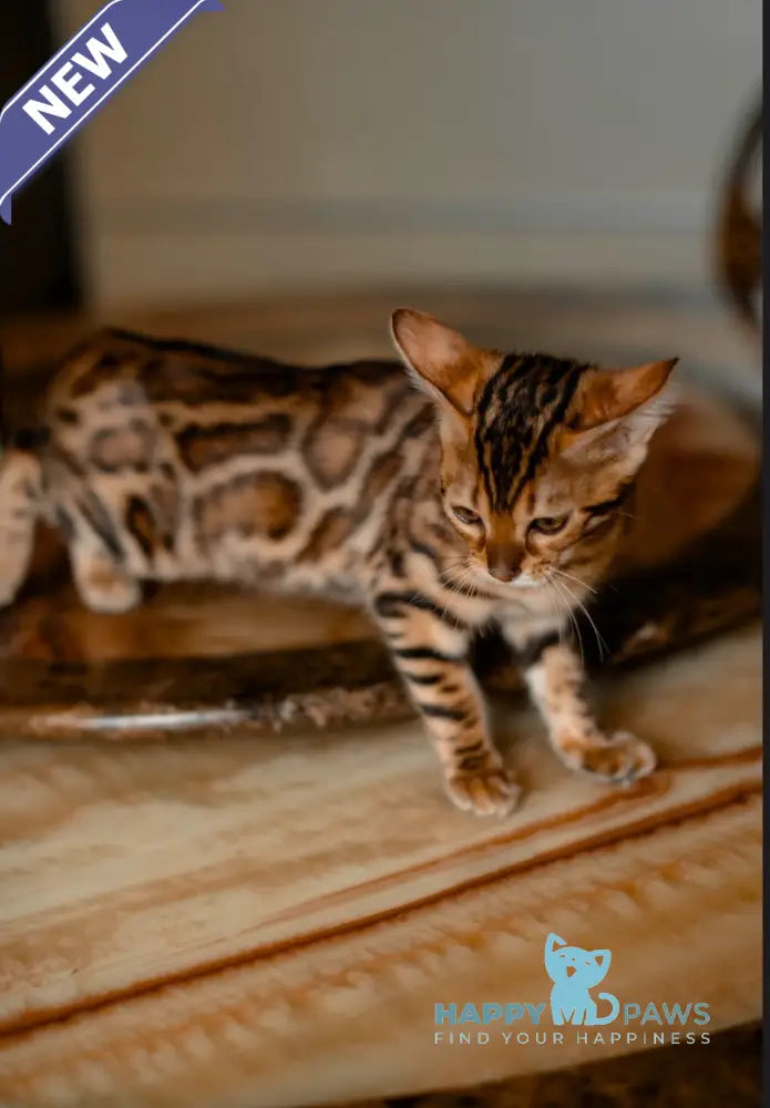 Amaliya Bengal female black spotted tabby live animals