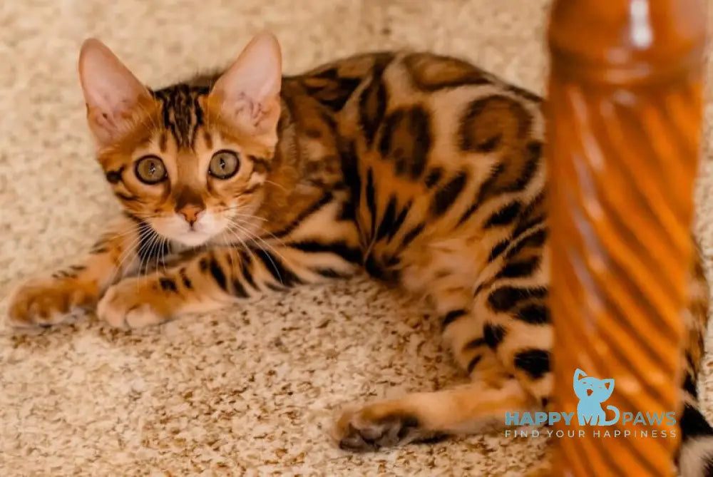 Amaliya Bengal female black spotted tabby live animals