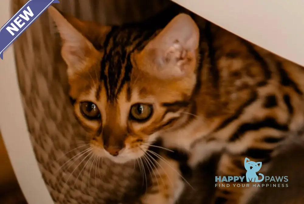 Amaliya Bengal female black spotted tabby live animals