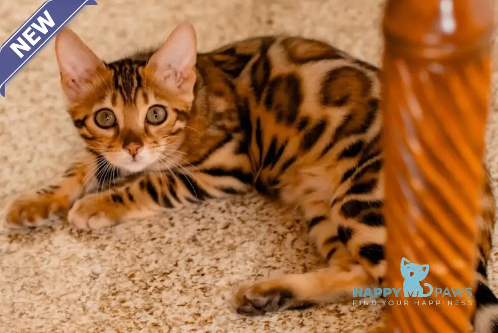Amaliya Bengal female black spotted tabby live animals