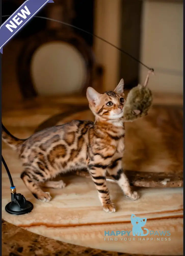 Amaliya Bengal female black spotted tabby live animals
