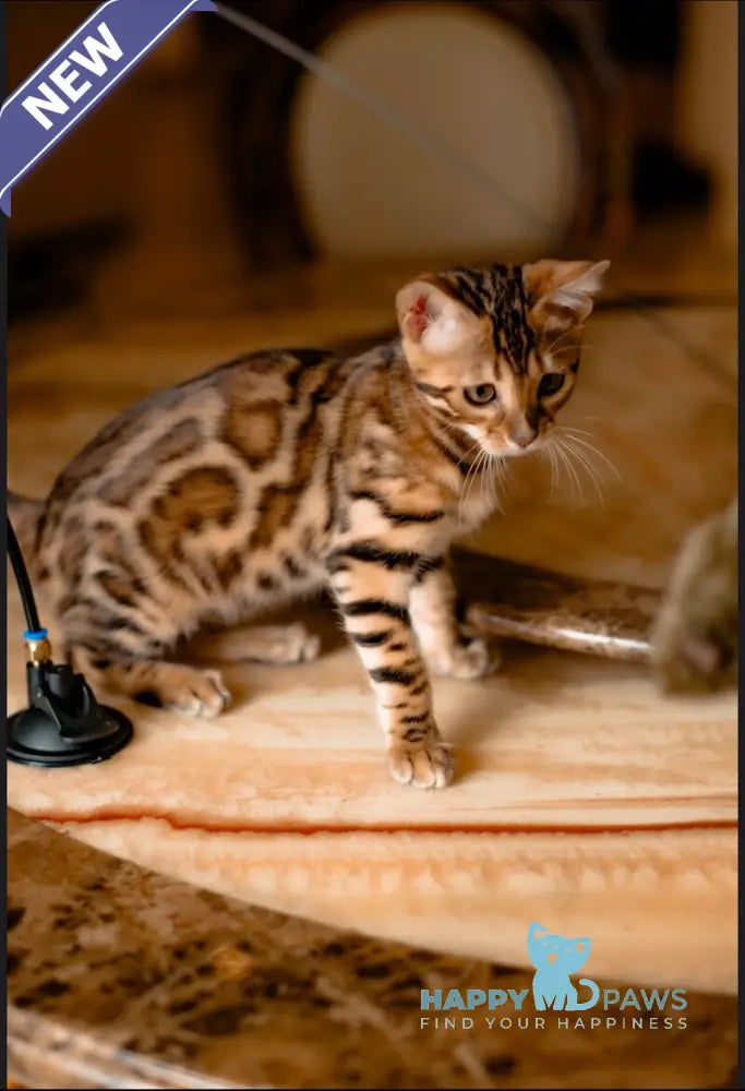 Amaliya Bengal female black spotted tabby live animals