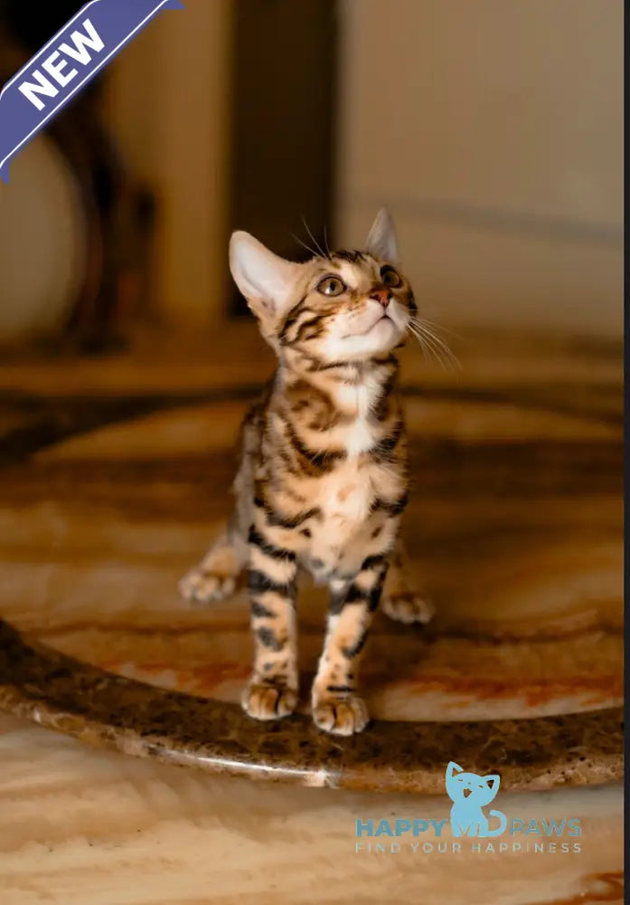 Amaliya Bengal female black spotted tabby live animals