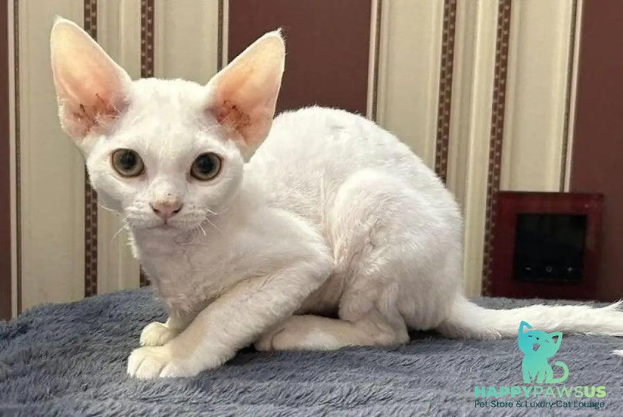 Amanda Devon Rex female white - live animals