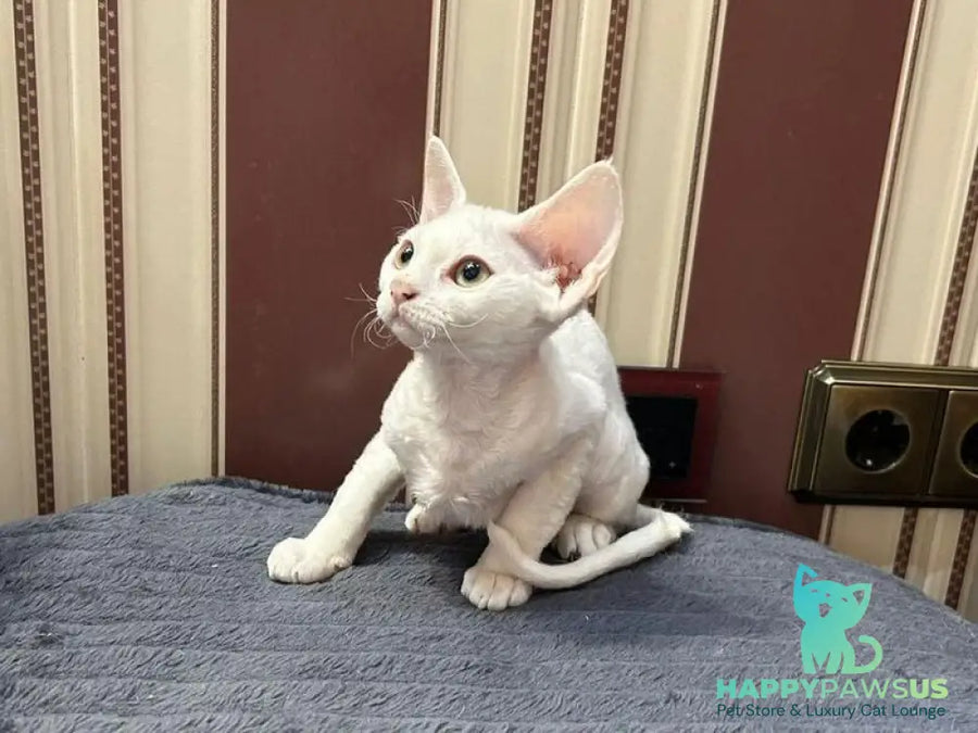 Amanda Devon Rex female white - live animals