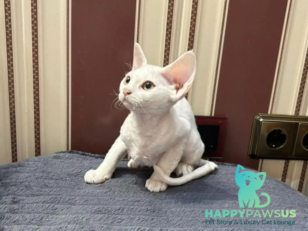 Amanda Devon Rex female white - live animals