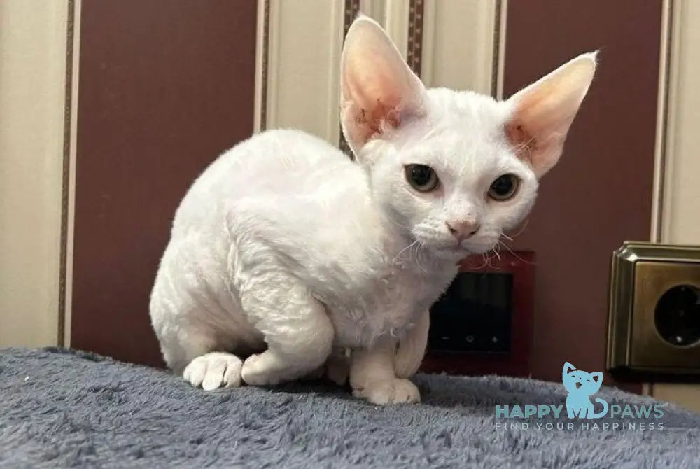 Amanda Devon Rex female white - live animals