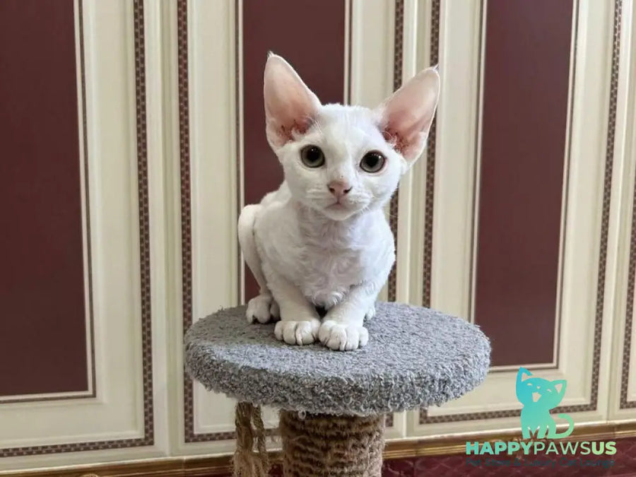 Amanda Devon Rex female white - live animals