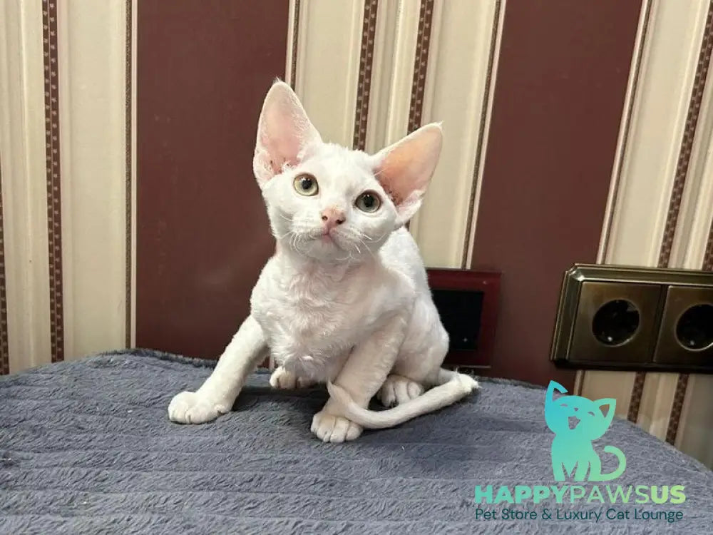 Amanda Devon Rex female white - live animals