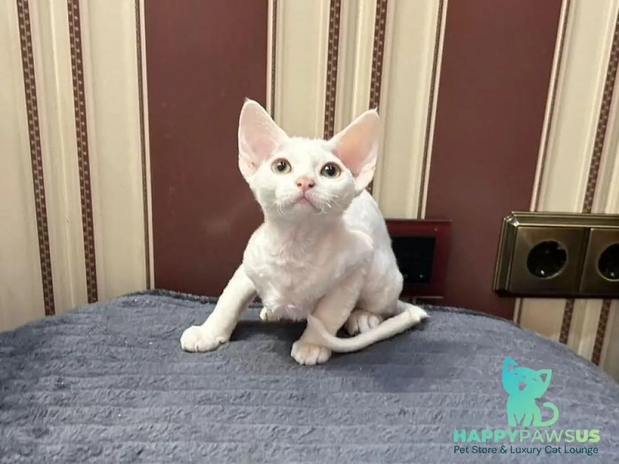 Amanda Devon Rex female white - live animals