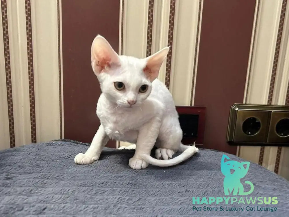 Amanda Devon Rex female white - live animals