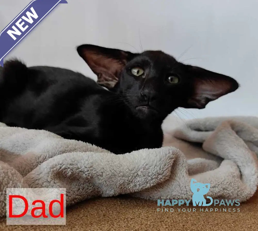 Amanda Siamese female black tortie live animals