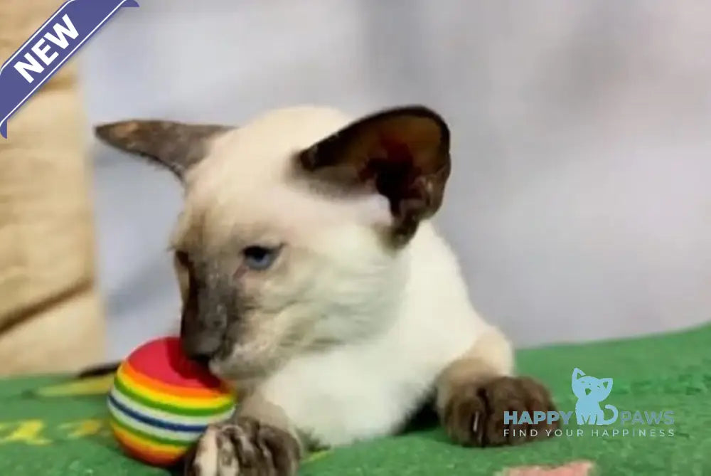 Amanda Siamese female black tortie live animals