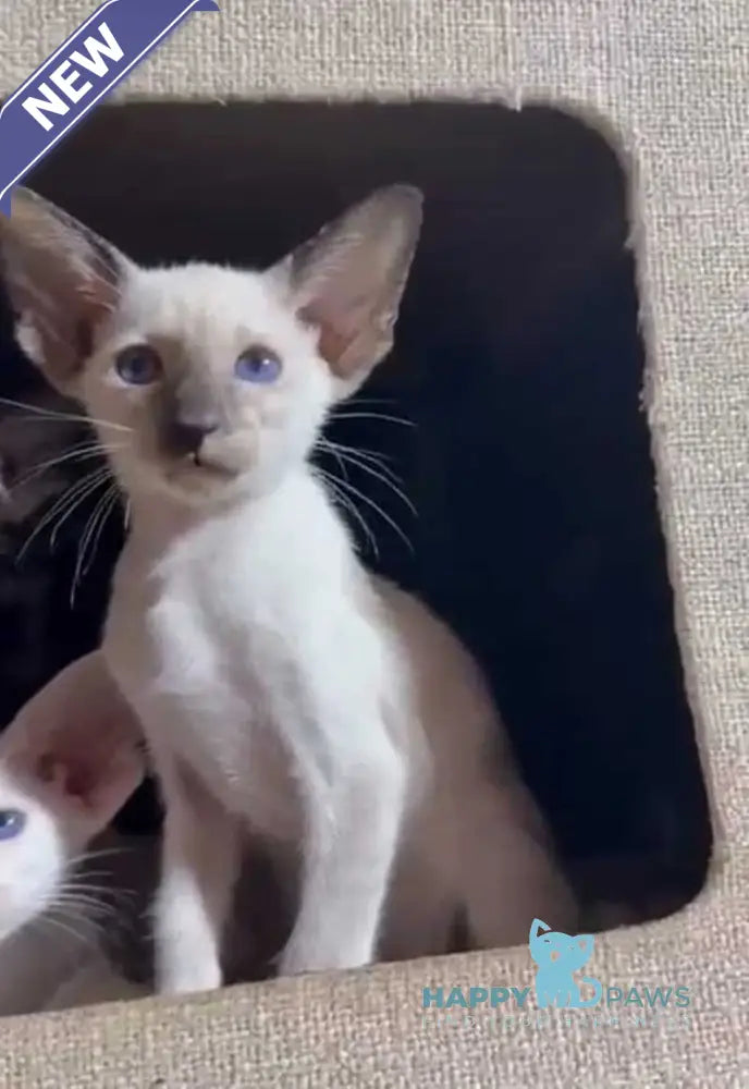 Amanda Siamese female black tortie live animals