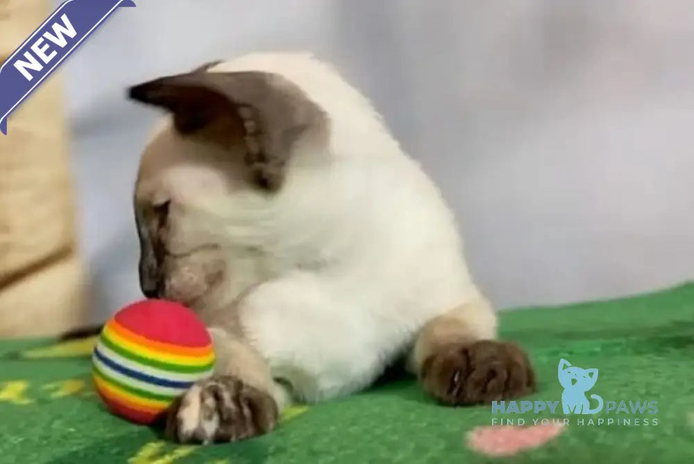 Amanda Siamese female black tortie live animals