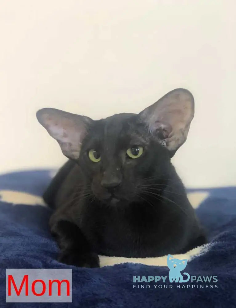 Amanda Siamese female black tortie live animals