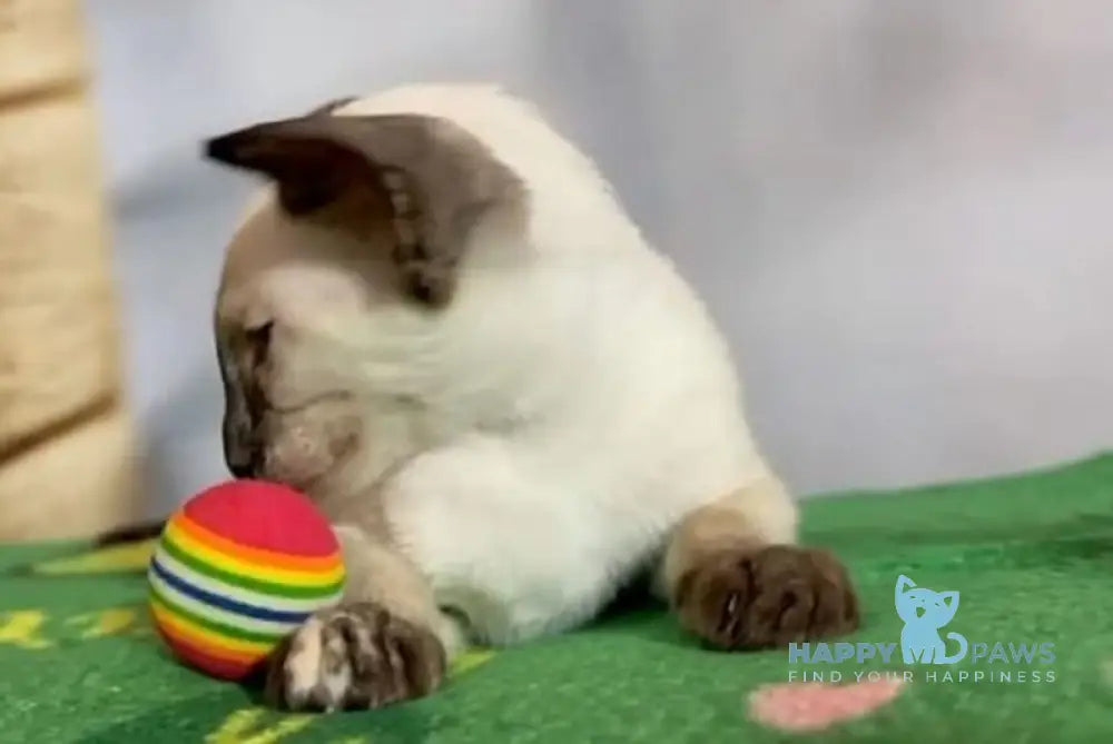 Amanda Siamese female black tortie live animals