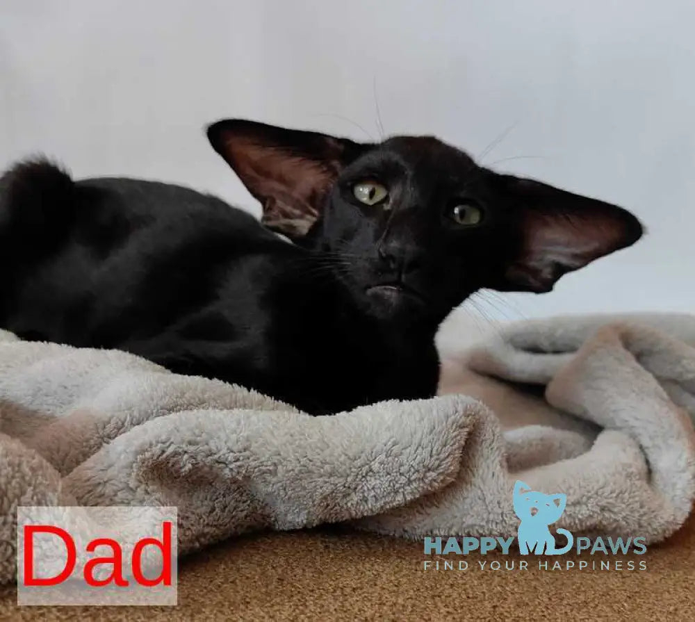 Amanda Siamese female black tortie live animals