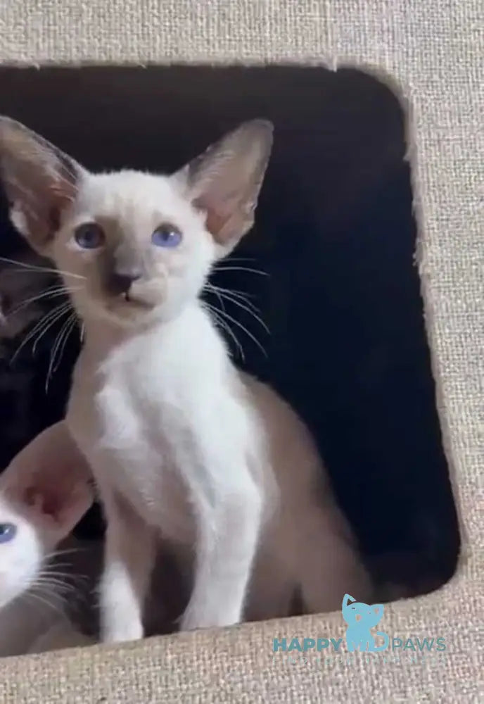 Amanda Siamese female black tortie live animals