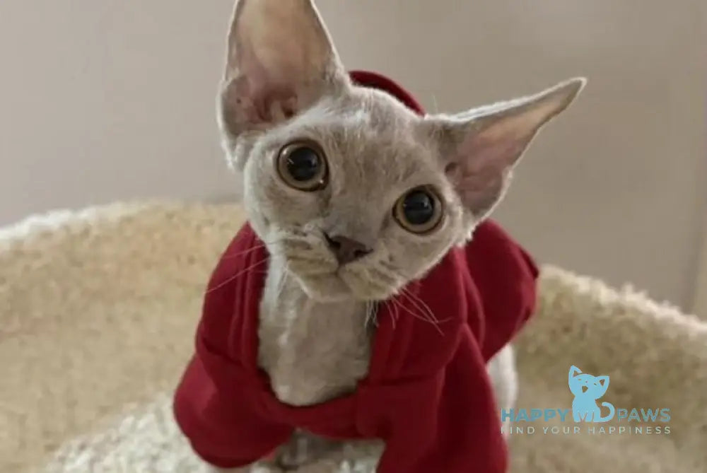 Amaretto Devon Rex male lilac live animals