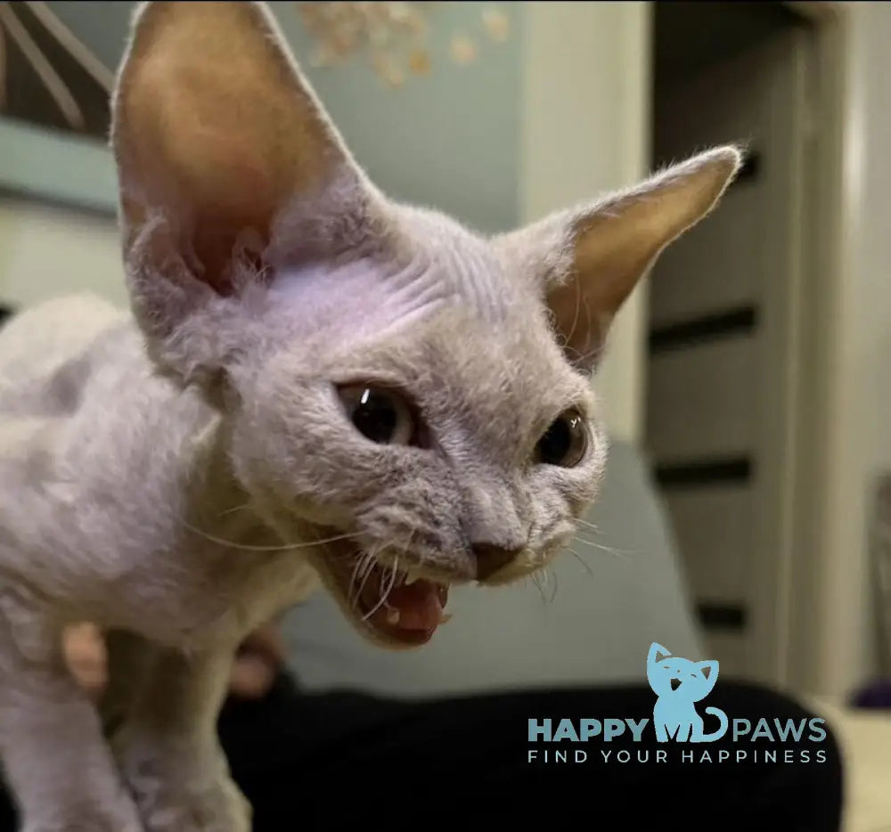 Amaretto Devon Rex male lilac live animals