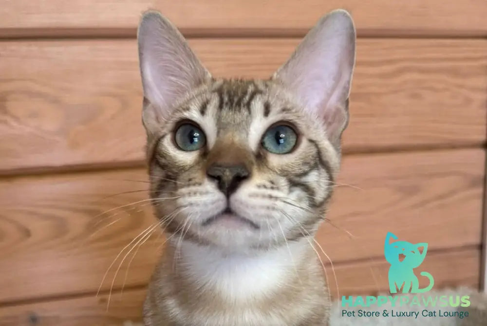 Ambassador Bengal male seal pointed spotted tabby live animals