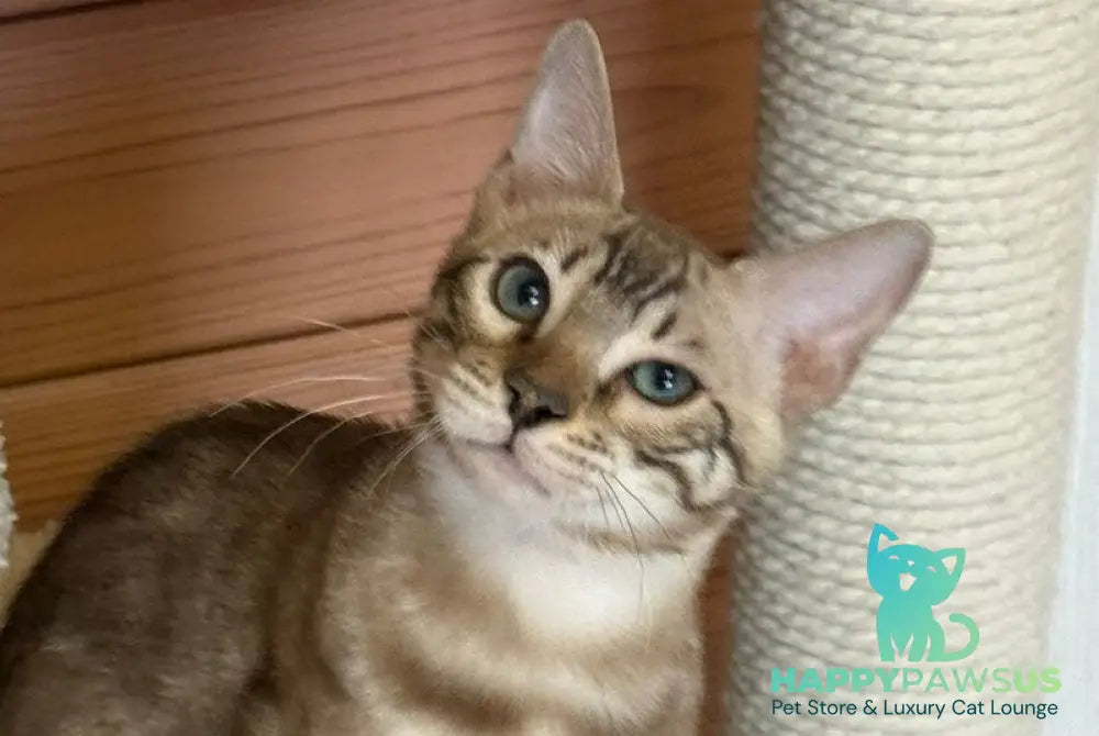 Ambassador Bengal male seal pointed spotted tabby live animals