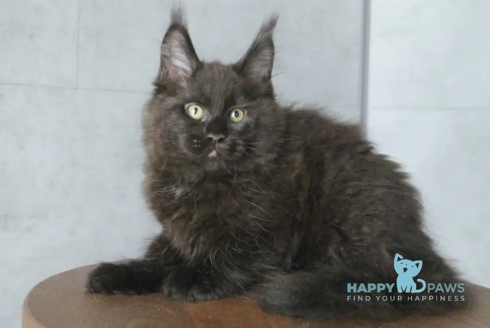 Ambassador Maine Coon male black live animals