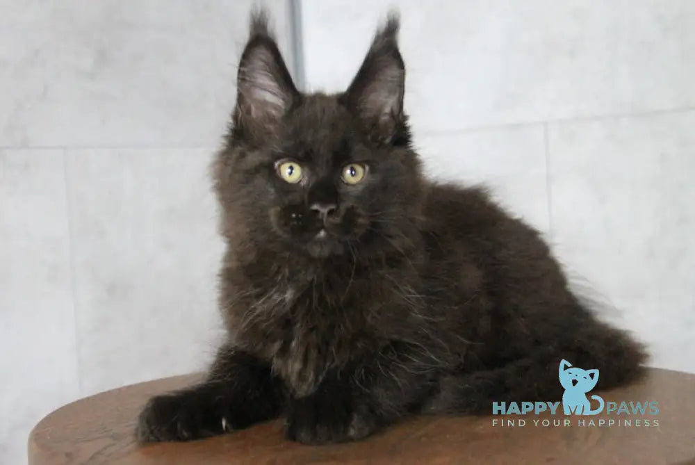 Ambassador Maine Coon male black live animals