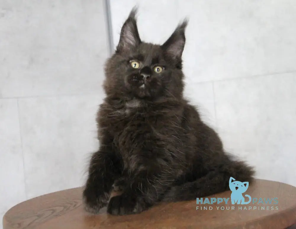 Ambassador Maine Coon male black live animals