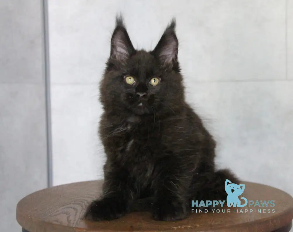 Ambassador Maine Coon male black live animals