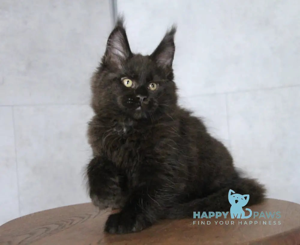Ambassador Maine Coon male black live animals