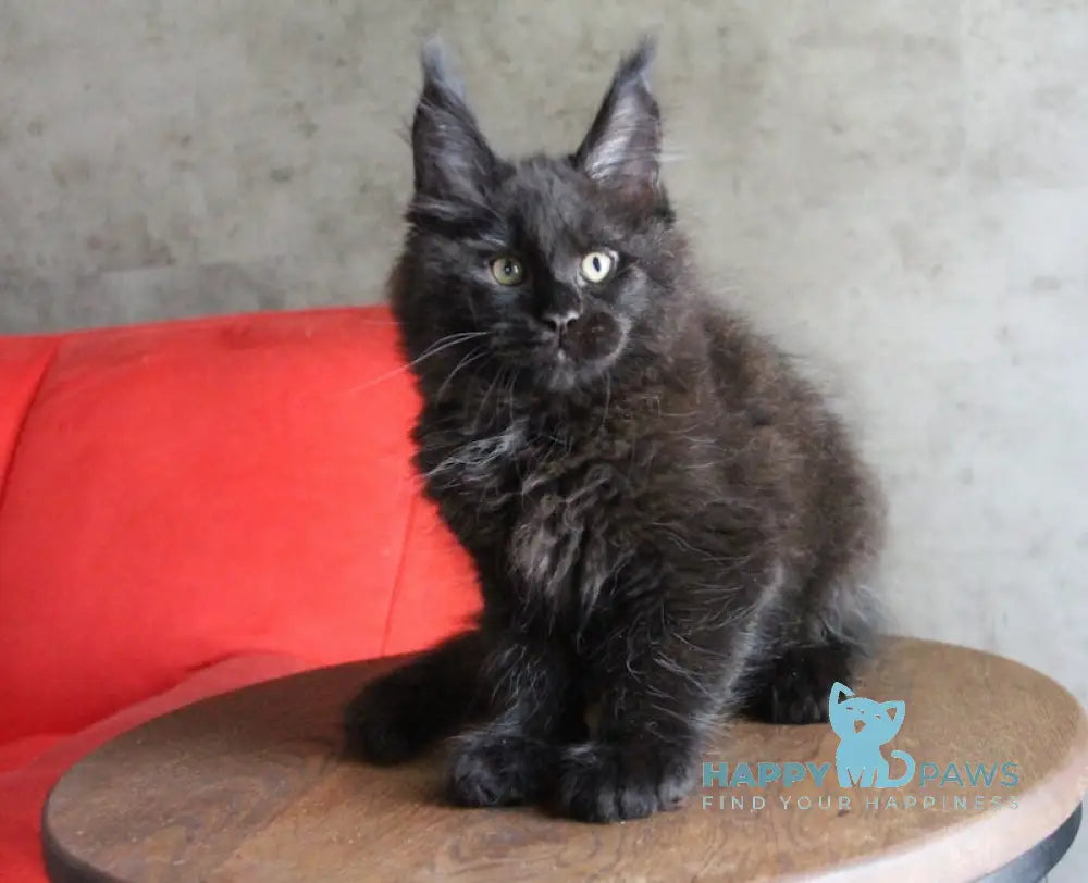 Ambassador Maine Coon male black live animals