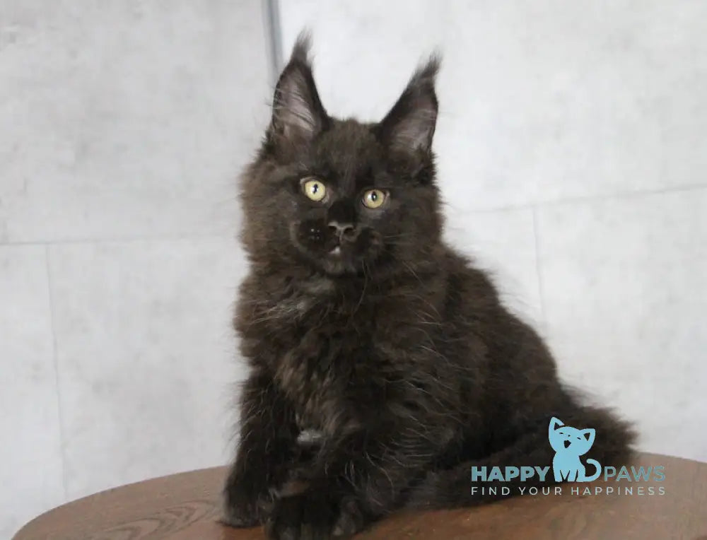 Ambassador Maine Coon male black live animals