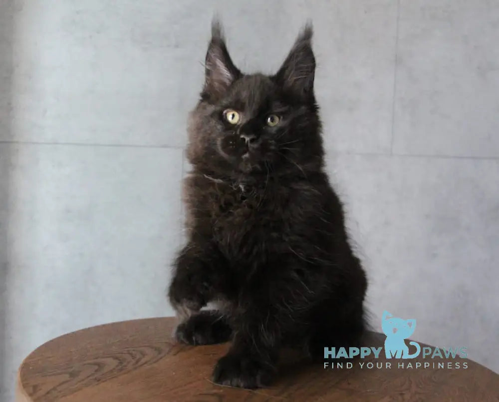 Ambassador Maine Coon male black live animals