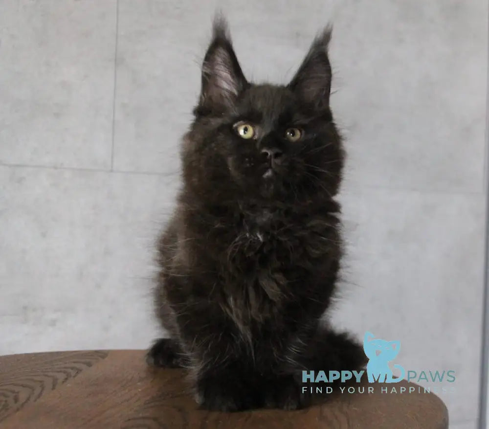 Ambassador Maine Coon male black live animals