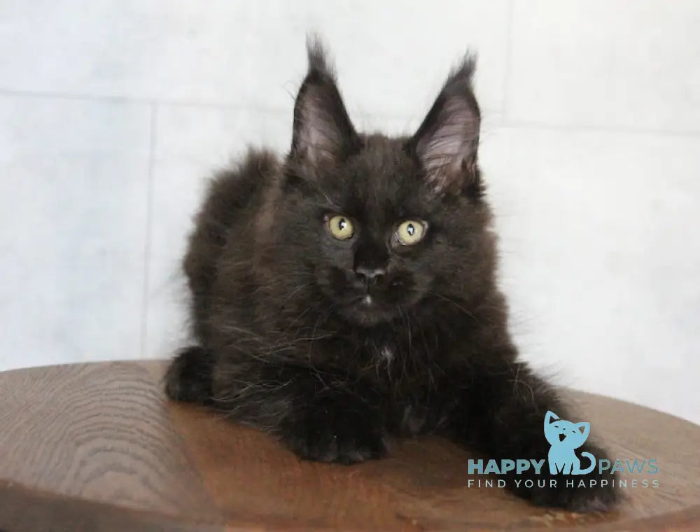 Ambassador Maine Coon male black live animals