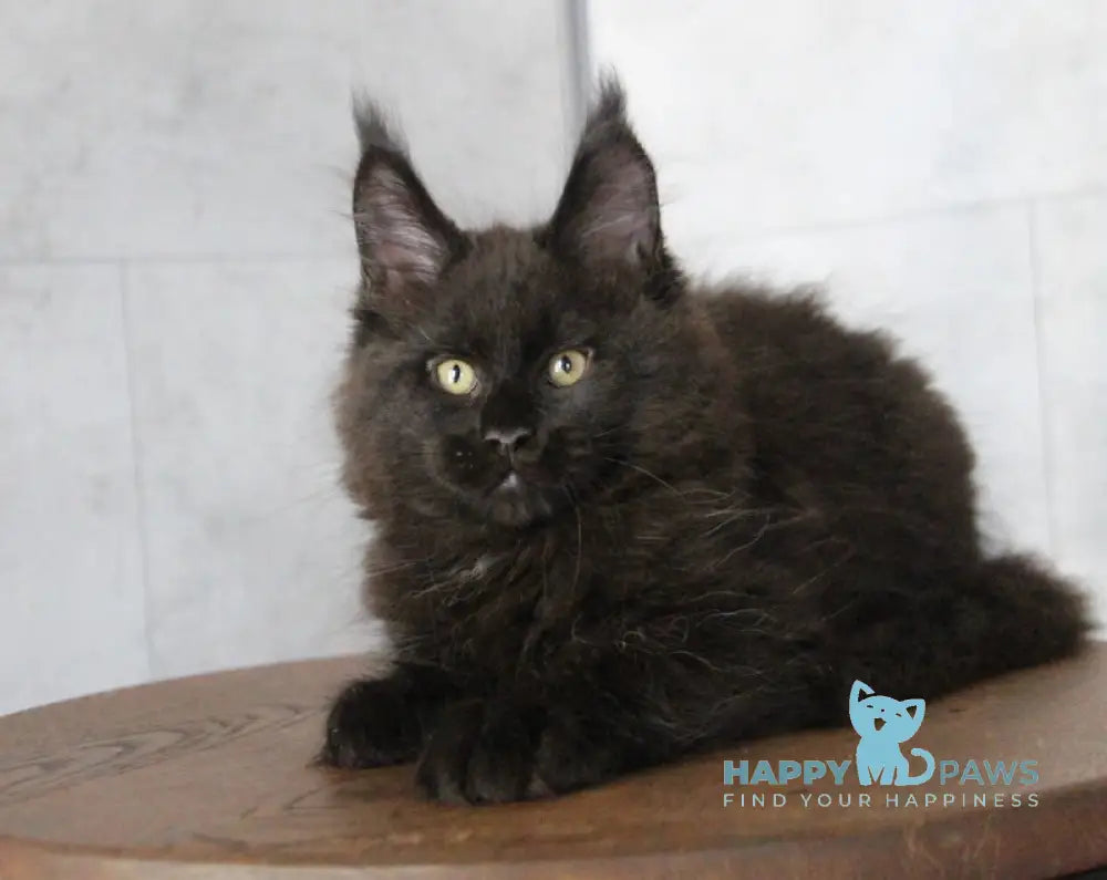 Ambassador Maine Coon male black live animals